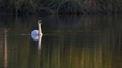 Mute Swan - Cygnus olor, Crete 