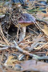 mushroom, forest, nature, autumn, boletus, food, fungus, edible, brown, mushrooms, moss, wood, cap, cep, grass, fungi, green, plant, season, macro, boletus edulis, woods, red, edulis, toadstool