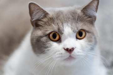 Close of a cat looking towards camera