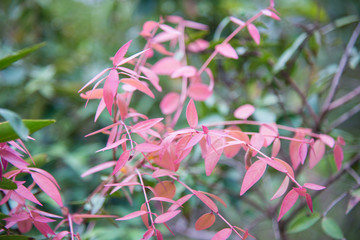 Close up red leaf in nature.