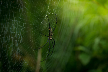 Close up spider in nature.