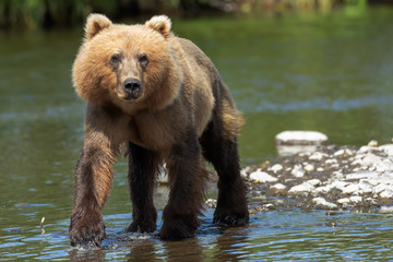 Fototapeta na wymiar Kodiak Brown Bear