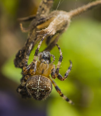 Garden Cross Spider  -  Araneus diadematus