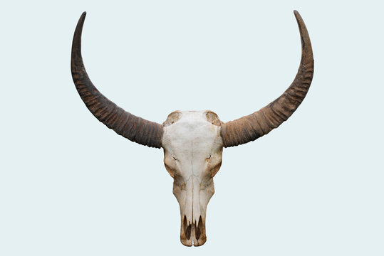 Free Skull Images – Browse 3,176 Free Stock Photos, Vectors, and Video | Adobe Stock