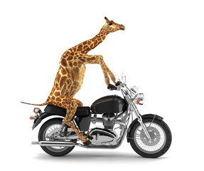 Freigestellte Giraffe auf Motorrad