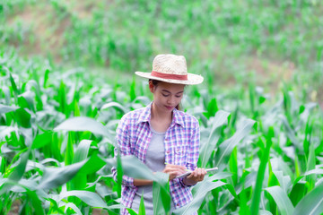 Naklejka na ściany i meble Beautiful woman plant researchers are checking and taking notes in corn fields.