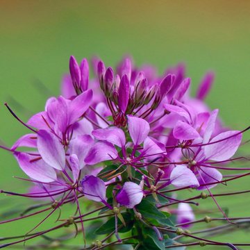 Lavender Spider Flower, Cleome
