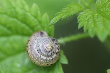 Snail, shell, leaf, green, nature