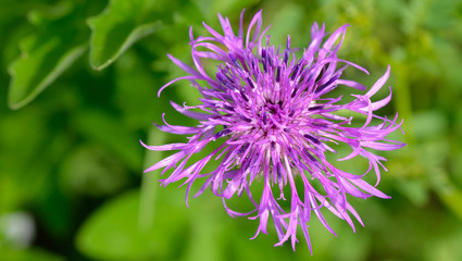 Fototapeta premium Flockenblume aus der Bienensicht