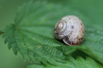Snail, shell, leaf, green, nature