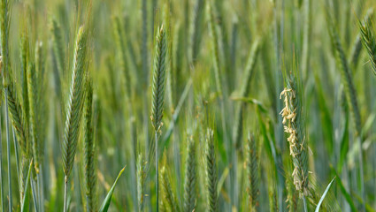 Blühende Rogenähre 