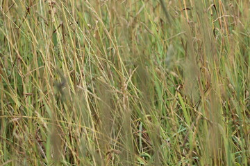 Grass, field, nature, plant