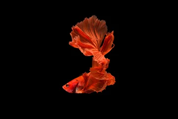 Fotobehang The moving moment beautiful of red siamese betta fighting fish in thailand on black background.  © Soonthorn