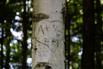 A+R. A carving on a tree trunk. 