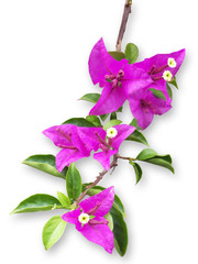 Naklejka premium Bougainvillea isolated on white background with clipping path