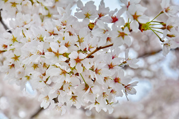 Lovely Sakura Cherry Blossom, Light Pink Flower Petals