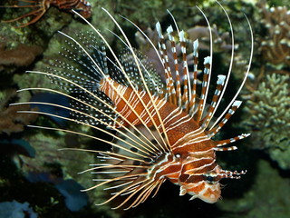 Beautiful Lionfish Close-up Side View Swimming in Water