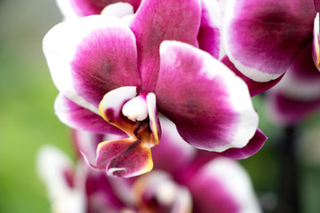 Fototapeta na wymiar Closeup of Colorful Purple Orchid