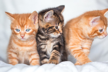 Trio de chatons