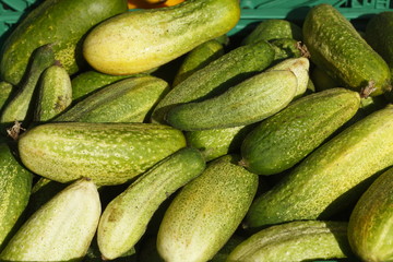 Frische grüne Gurken auf einem Marktstand
