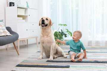 Adorable yellow labrador retriever and little boy at home