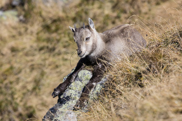 Young Ibex sits in the dry grass on a beautiful autumn day on the Niederhorn in the Bernese Oberland in Switzerland