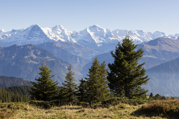 Autumn alpine landscape on the Niederhorn in the Bernese Oberland in Switzerland with Eiger, Moench and Jungfrau in the background