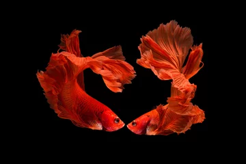 Gordijnen The moving moment beautiful of red siamese betta fighting fish in thailand on black background for love on Valentine’s day. © Soonthorn