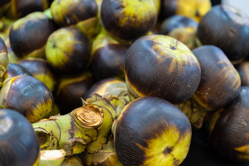 Asian Palmyra palm, Toddy palm, Sugar palm and Cambodian palm. Close up and soft focus.