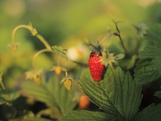 strawberries in the garden on a green background