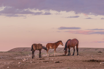 Fototapeta na wymiar Wild Horses in a Utah Sunrise