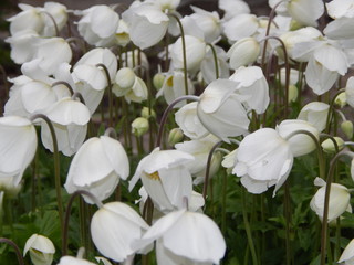 Fototapeta premium Flower