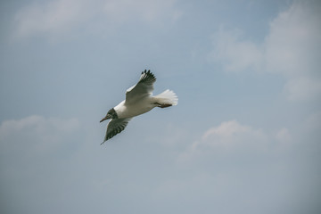 Brown-headed gull in kunming