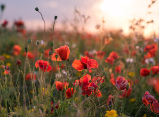 A field of poppy flowers at sunset