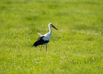 White Stork on a windy field