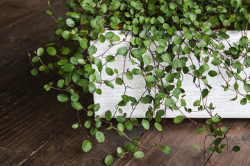 green wire vine plant in white pot on wooden floor