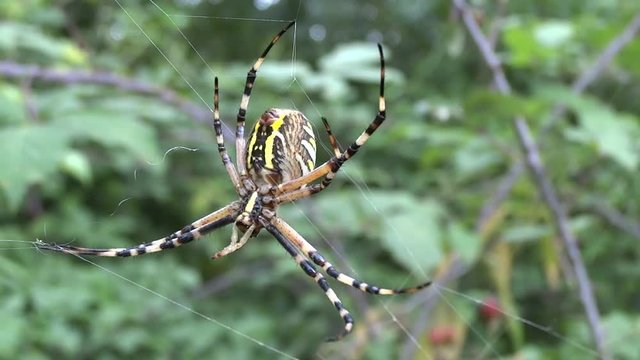 Argiope frelon en &eacute;quilibre sur ses files.