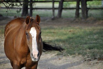 Obraz premium brown horse close up