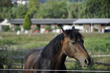 Obraz premium brown horse close up