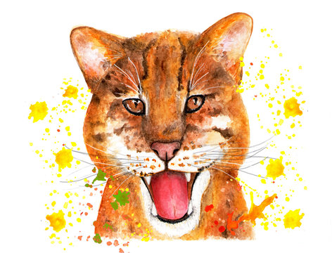 Portrait of a catopuma temminckii. Watercolor illustration.
Portrait catopuma in splashes of watercolor paints. The asian golden cat. Illustration for printing on t-shirts, fabrics.