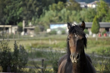 brown horse close up