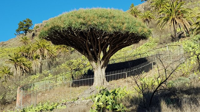 Drachenbaum auf La Gomera
