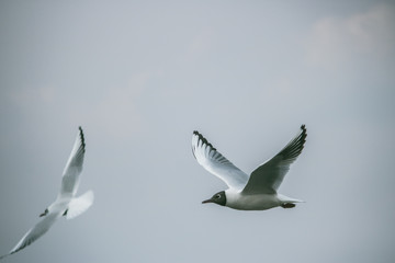 Brown-headed gull in kunming