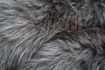 gray long fur