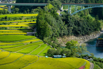 和歌山県　あらぎ島　棚田
