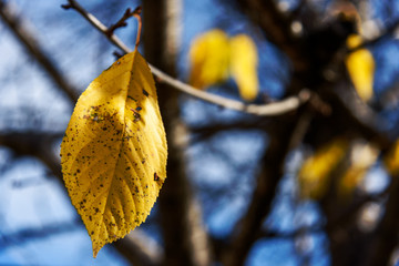Autumn yellow cherry leaf