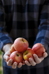 Man holding red ripe apples