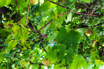 Home vineyard in Ukraine. Autumn