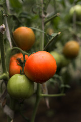 fresh tomatos on the garden