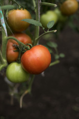tomatos on the garden